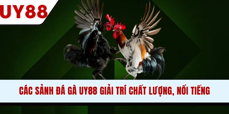 Đá Gà UY88 - Tận Hưởng Trận Chiến Kịch Tính, Gay Cấn - winzen69.lol