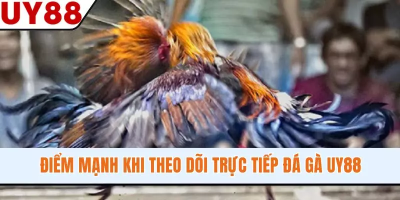 Trực Tiếp Đá Gà Full HD, 4K Không Giật Lag Cực Mãn Nhãn - winzen69.lol