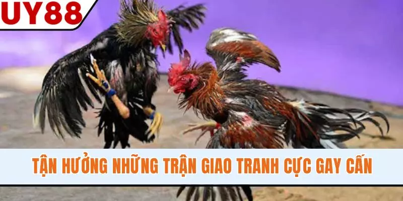 Trực Tiếp Đá Gà Full HD, 4K Không Giật Lag Cực Mãn Nhãn - winzen69.lol