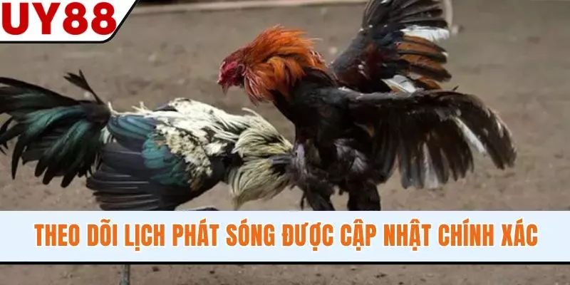 Trực Tiếp Đá Gà Full HD, 4K Không Giật Lag Cực Mãn Nhãn - winzen69.lol