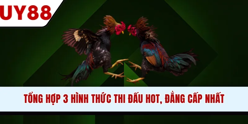 Đá Gà UY88 - Tận Hưởng Trận Chiến Kịch Tính, Gay Cấn - winzen69.lol